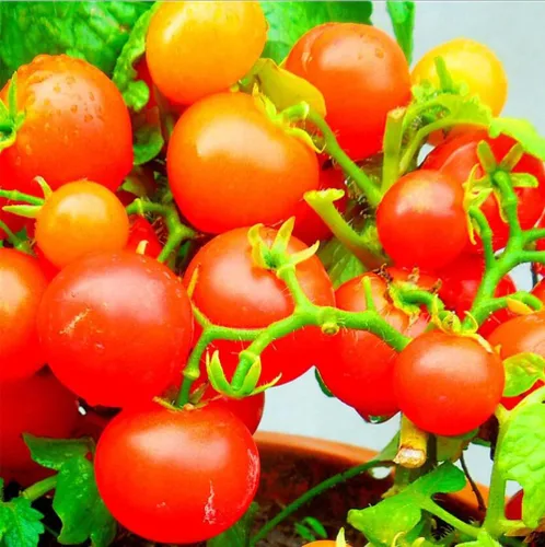 Miniatura 3 de MOCCUROD - 100 semillas de tomate cereza para interiores, semillas de herencia vegetal rara de tomate enano rojo y amarillo