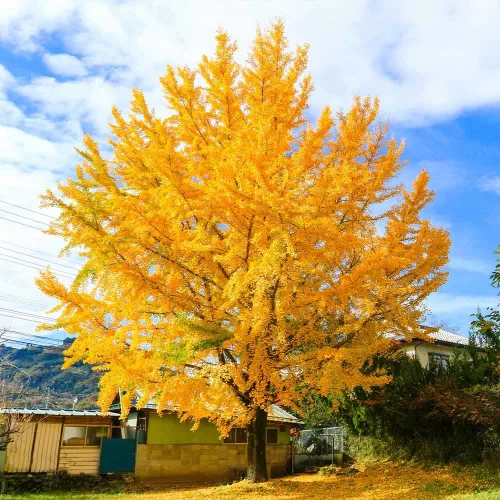 Brighter Blooms Árbol de ginkgo, 3-4 pies - Árbol de sombra colorido | Resistente y versátil | Bajo mantenimiento | No se envía a AZ