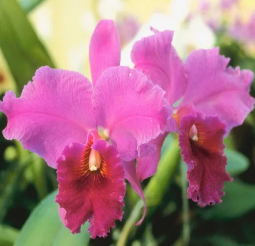 Miniatura 2 de Cattleya Orchid Hawaiian Starter Plants LL110 - 3 unidades de 4 a 6 pulgadas de alto, enraizadas en maceta de 2.5 pulgadas sin floración