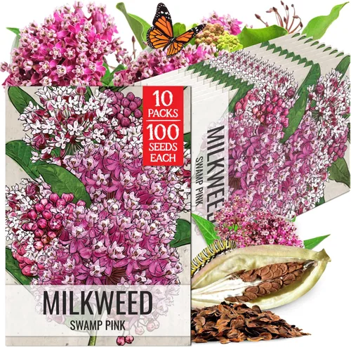 Miniatura 24 de Seed Needs Semillas de algodoncillo naranja para plantar malezas de mariposa, semillas de flores perennes sin tratar para cultivar un jardín