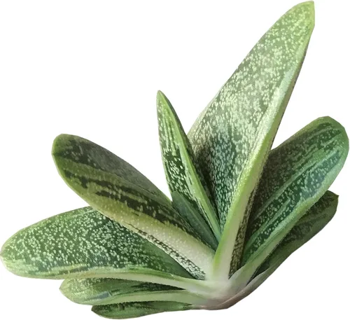 Gasteria Little Warty (2 pulgadas) | Ideas únicas de regalo para suculentas | Suculentas vivas saludables totalmente arraigadas para decoración de