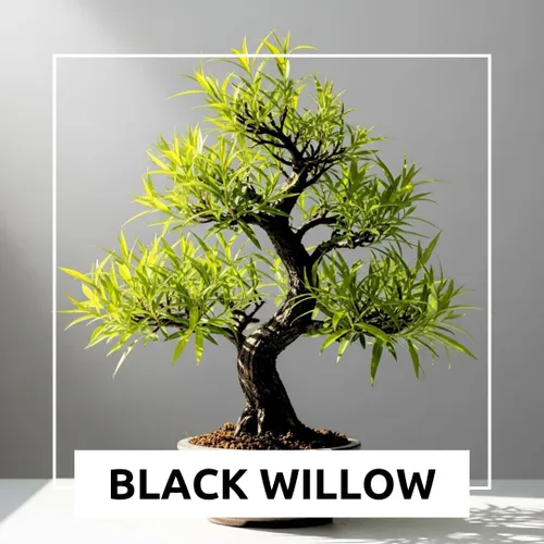 Miniatura 4 de Corte de árbol bonsái de sauce negro para cultivar, ramas oscuras, crecimiento rápido, bueno para entrenamiento, fácil de enraizar