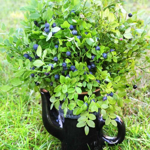 Miniatura 7 de Outsidepride Northern Highbush - Semillas de arándanos – 1000 piezas perennes, 5-8 pies de alto, pleno sol, reliquia para jardines y contenedores