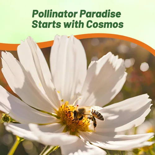 Miniatura 5 de Outsidepride Purity Cosmos Bipinnatus Seeds - 1000 semillas anuales, fáciles de cultivar y tolerantes a la sequía para plantar con follaje similar a