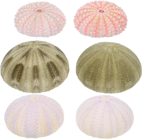 Ipetboom Decoración natural de conchas de erizos de mar, 6 conchas de erizo de mar para manualidades y decoración del hogar, decoración de playa,