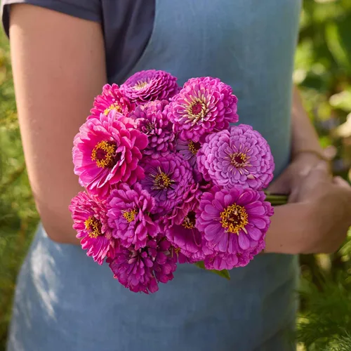 Miniatura 110 de Eden Brothers - Semillas de zinnia, cactus con flores, sin OMG, plantar en primavera, paquete, flores de bajo mantenimiento, zonas 3, 4, 5, 6, 7, 8