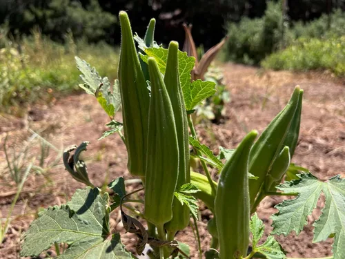 Miniatura 4 de Plant Good Seed Semillas orgánicas de Okra Cajun Jewel – Paquete de 40, semillas tradicionales para plantar verduras – Suministros de jardinería