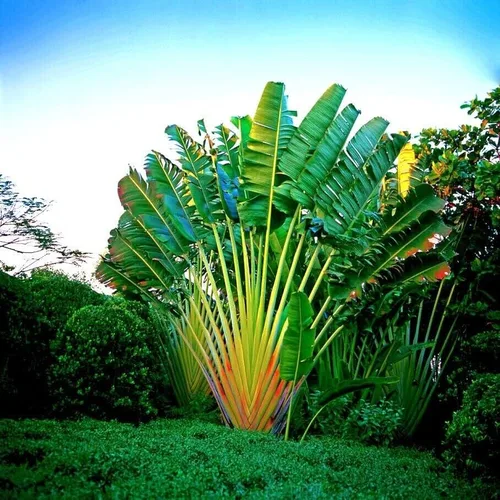 Semillas de palmera Travelers (Ravenala madagascariensis) Planta Bird of Paradise (5 semillas)