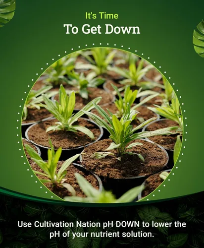 Miniatura 4 de FoxFarm Cultivation Nation pH Down for Plants' Soluciones de nutrientes - Formulado con ácido cítrico para ajuste - Ideal para suelos e hidroponía