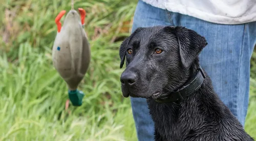 Miniatura 2 de Duck Dummy Bumper: muñeco de entrenamiento de aves para entrenar perros de caza, imita el juguete de parachoques de pato muerto para aves acuáticas