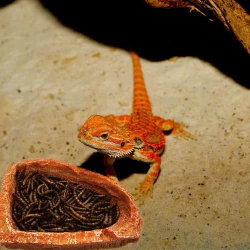 Miniatura 6 de Plato de agua para reptiles, cuencos de dragón barbudo, paquete de 2 cuencos de comida para reptiles para cangrejo ermitaño, dragón barbudo