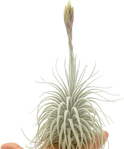 Miniatura 38 de ragnaroc Air Plants - Floración Tillandsia Bulbosa Belice, gigante de 7-9 pulgadas, 1 unidad, llegada en vivo garantizada, plantas
