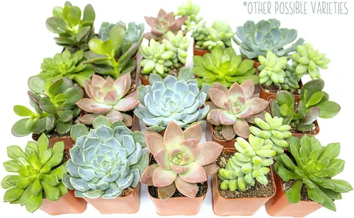 Miniatura 7 de Plantas suculentas viven en el jardín, plantas suculentas vivas, plantas vivas en maceta de color gris pardo, suculentas vivas, regalos únicos