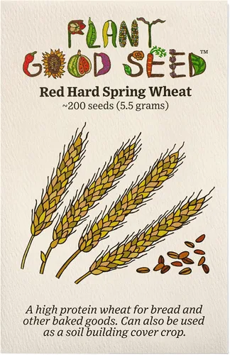Miniatura 11 de Plant Good Seed Semillas orgánicas de trigo de primavera de águila negra, paquete de 175, semillas tradicionales para plantar granos, verduras