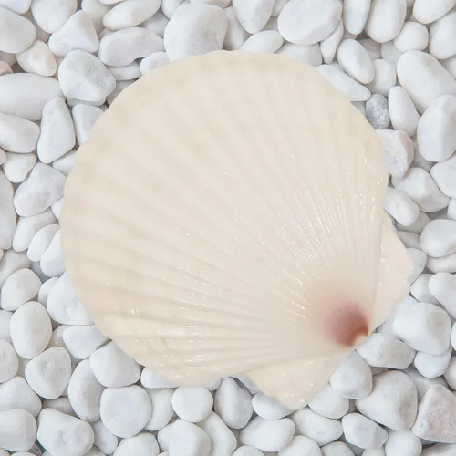 Miniatura 5 de 20 conchas de vieira grandes de 4 a 5 pulgadas para manualidades, conchas marinas grandes naturales para manualidades, conchas blancas de gran mar