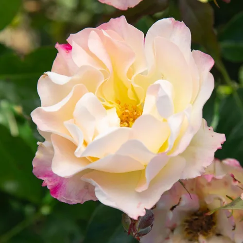 Heirloom Roses Rose Bush - Easter Basket™ Planta amarilla viva para plantar al aire libre