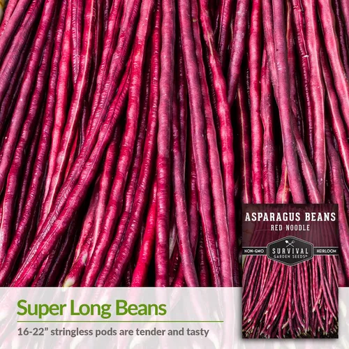 Miniatura 3 de Yardlong - Semillas de frijoles para plantar, semillas de frijoles espárragos de fideos rojos, vainas rojas extralargas en vides trepadoras amantes