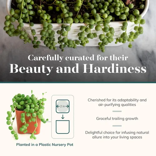 Miniatura 3 de Shop Succulents String of Pearls - Maceta suculenta de 2 pulgadas, paquete de 20