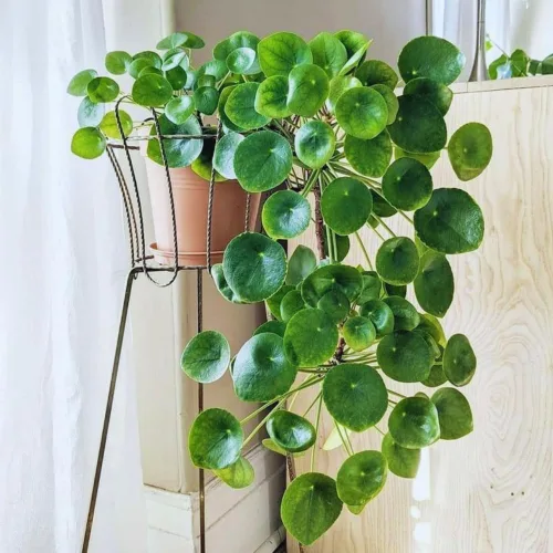 Miniatura 2 de 2 plantas de dinero vivas, de 5 a 6 pulgadas de largo, Pilea Peperomioides Planta viva para jardín, plantas vivas de dinero