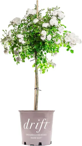Miniatura 7 de Perfect Plants Perfect Plants Rosa Drift Rose Tree de 3 a 4 pies Árboles vivos para plantar al aire libre Flores que reflorecen durante todo