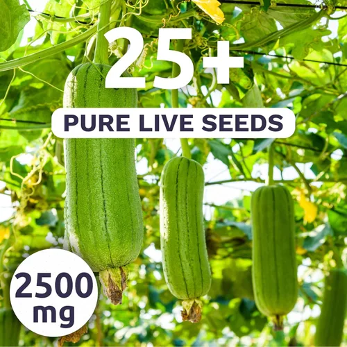 Miniatura 2 de Luffa Gourd - Sobre grande de 2,500 mg - 25 semillas de flores para plantar - Luffa aegyptiaca