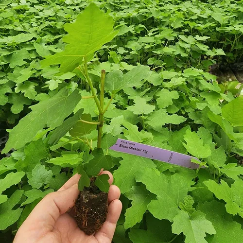 Miniatura 2 de Higuera Black Mission Viva en Venta (Paquete de 4) Plantas Fáciles de Cultivar Planta de Fruta Comestible para Vida Sostenible Cultiva tu