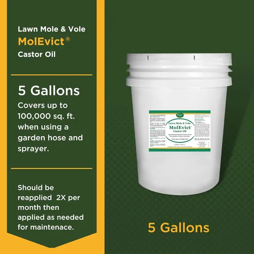 Miniatura 6 de Baar Products - Aceite de castor para topos de césped MolEvict - Repelente de topos y ratones de campo - Protección para césped y jardín - Hasta