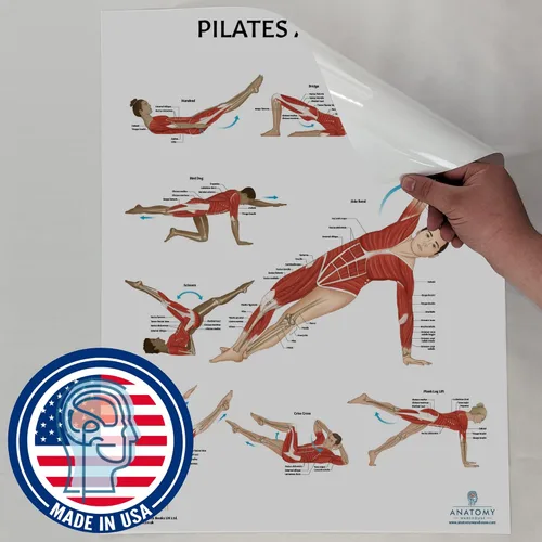 Miniatura 9 de Anatomy Lab Póster muscular, esquelético, yoga, estiramiento y pilates, anatomía y fisiología – Paquete de 5 LAMINADO 17.3 x 22.5 pulgadas, tabla