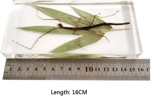 Miniatura 4 de Espécimen de resina transparente de insectos raros Espécimen de insectos de palo real para pisapapeles ciencia educación taxidermia instrumento