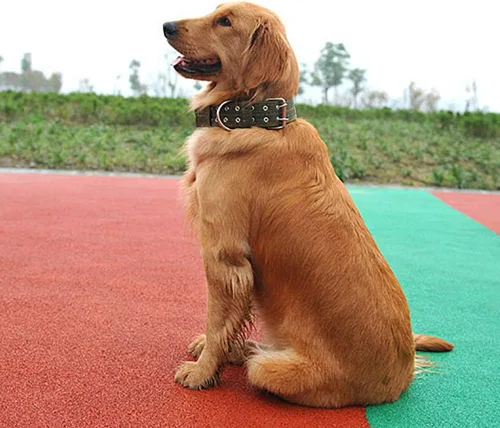 Miniatura 3 de Love Dream Collar militar ajustable para perro, collares tácticos de nailon con anillo en D de metal y hebilla para perros grandes y extragrandes