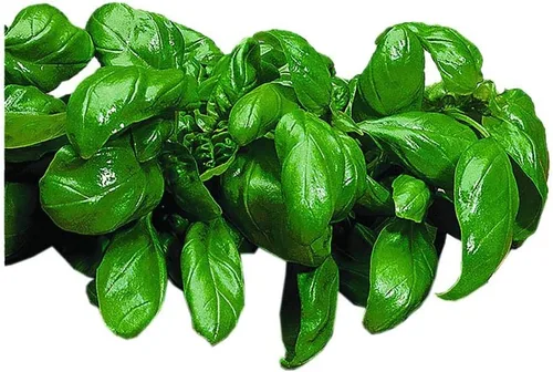 Miniatura 2 de Park Seed Semillas de plantas de hierba de albahaca, fáciles de cultivar, variedad de colores, jardín de primavera, cardenal orgánico, paquete de 100
