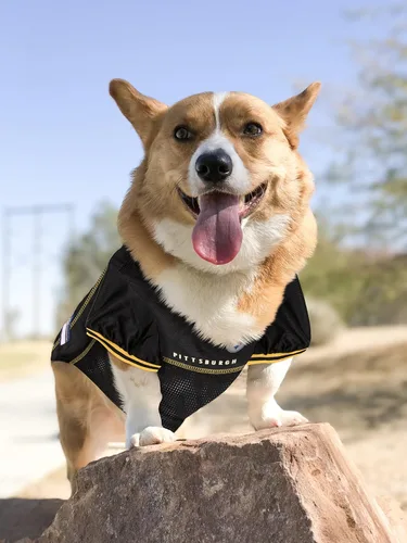 Miniatura 3 de NFL Pittsburgh Steelers - Camiseta para perro, talla: S, disfraz para perros y gatos de camiseta de fútbol con licencia