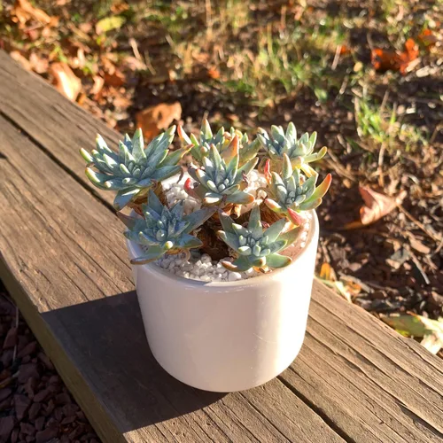 Miniatura 6 de Dudleya Gnoma S.W.McCabe - Plantas suculentas vivas raras, más de 5 cabezas, tamaño de maceta de 3.4 pulgadas, planta viva rosa, excluye tierra