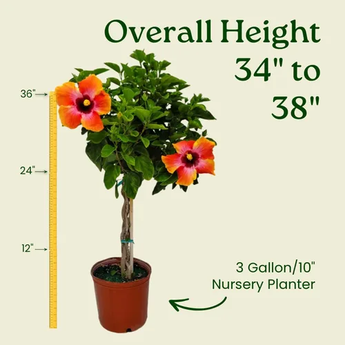 Miniatura 3 de Árbol de Hibisco Vivo Trenzado Fiesta - Altura total de 34" a 38" - Tropical Plants of Florida (Planta en maceta de cultivo)