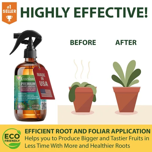 Miniatura 3 de GARDENERA Spray orgánico profesional de algas marinas para plantas AGLAONEMA – 8 oz – Rocío fertilizante de algas marinas y algas marinas totalmente