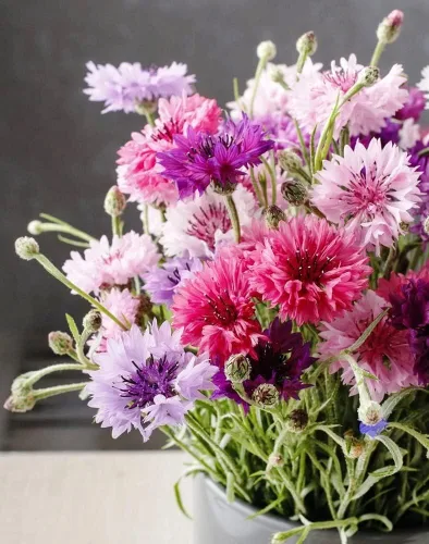 Miniatura 2 de TomorrowSeeds - Semillas de botón de soltero altas rosadas - Más de 1000 unidades - para plantar 2025 Centaurea Rose Heirloom Ramo de flores