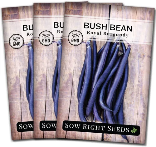 Miniatura 8 de Sow Right Seeds - Semillas de frijol color borgoña real para plantar - Paquete de reliquia sin OMG con instrucciones para plantar un huerto