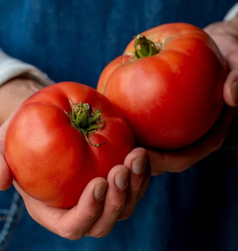 Miniatura 18 de Burpee 'Big Rainbow' Heirloom, Tomate Grande Beefsteak para Rebanar, 100 Semillas Sin OGM