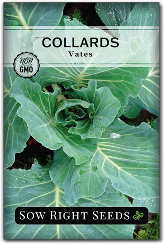 Sow Right Seeds - Semillas de col de Vates para plantar - Paquete de reliquia sin OMG con instrucciones para plantar un huerto casero - Verduras del