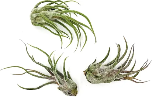 Miniatura 19 de ragnaroc Planta de Aire Viva – Tillandsia Capiput, Jumbo 6-9” - 2 unidades - Llegada Viva Garantizada - Plantas de Casa para Decoración del Hogar