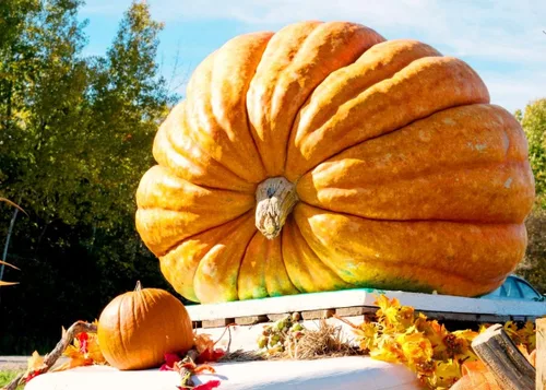 Semillas gigantes de calabaza titán, 10 semillas para plantar semillas de calabaza de huerto