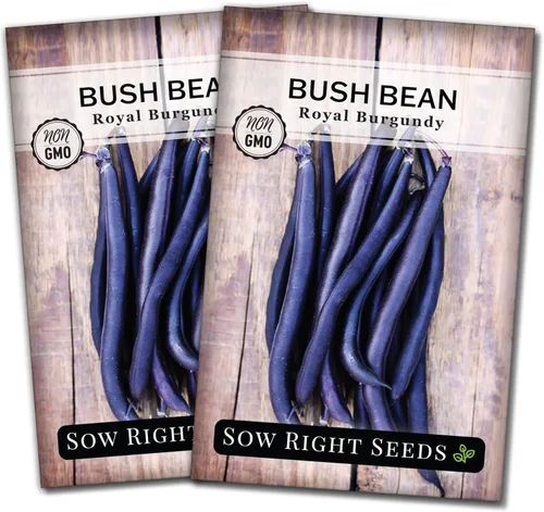Miniatura 7 de Sow Right Seeds - Semillas de frijol color borgoña real para plantar - Paquete de reliquia sin OMG con instrucciones para plantar un huerto