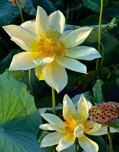 Miniatura 6 de Color mezclado Bonsai Bowl Lotus Water Lily Semillas (30 PCS)