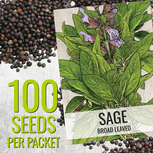 Miniatura 3 de Seed Needs Semillas de salvia para plantar hierbas de hoja ancha, semillas de hierbas culinarias sin OMG y sin tratar para plantar un jardín