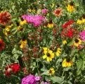 Miniatura 2 de Mezcla de semillas de flores silvestres del sudeste a granel sin OMG 450,000 semillas (1 libra)