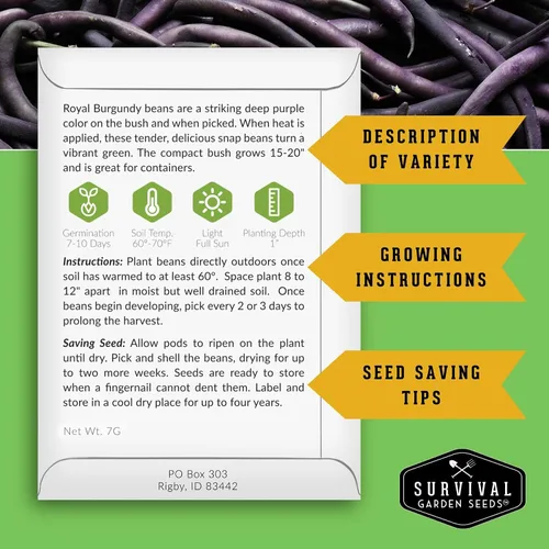 Miniatura 2 de Survival Garden Seeds - Semilla de frijol burdeos real para plantar - Paquete con instrucciones para plantar y cultivar frijoles morados sin hilo
