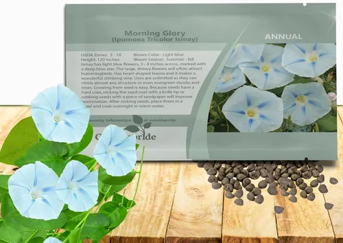 Outsidepride Ismay Morning Glory Seeds - 250 unidades Semillas de flores anuales, trepadoras y enredaderas para plantar flores azul claro, ideales