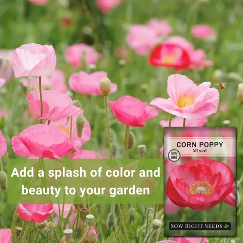 Miniatura 3 de Sow Right Seeds - Semillas mixtas de amapola de maíz para plantar - Paquete de reliquia sin OMG con instrucciones para cultivar un jardín de flores