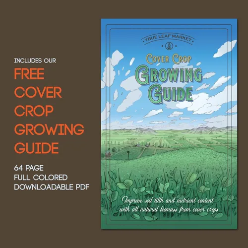 Miniatura 4 de Cover Crop Seed Mix Organic - Mezcla de cultivos de cobertura apta para polinizadores y abejas, 1/4 lb ~ 3,800 semillas, mezcla de cultivo