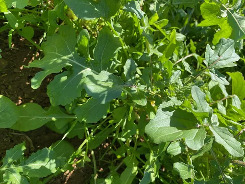 Miniatura 3 de Plant Good Seed Semillas orgánicas de rúcula Astro para plantar: ensalada picante verde para esporuting, hojas verdes suculentas - Paquete de 600